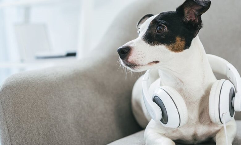 狗能听到耳鸣吗？