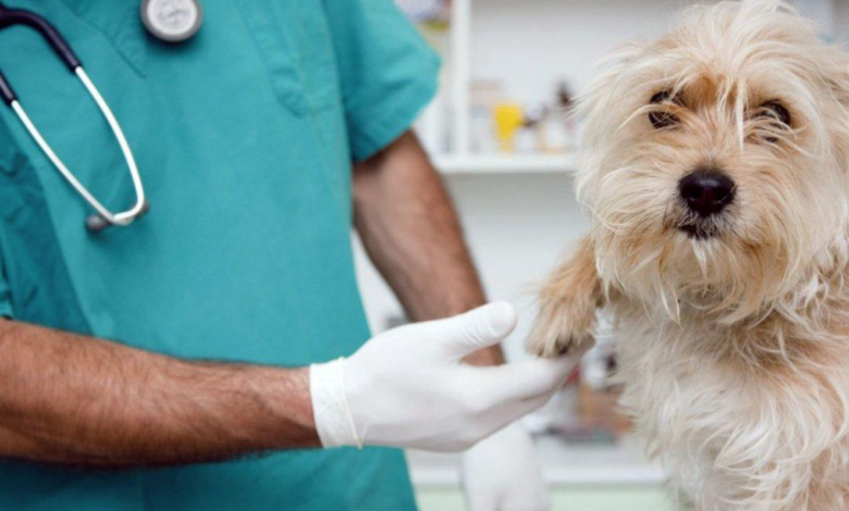 你怎么知道你的狗有耳螨或酵母菌感染
